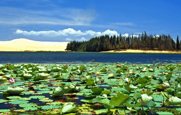 Bàu Sen - Bàu Trắng - 2 hồ nước thiên nhiên nằm giữa đồi cát trắng